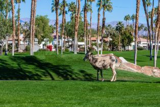 Single Family Residence, 57916 Interlachen, La Quinta, CA 92253 - 29