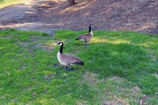 Single Family Residence, 1295 Harold ave, Simi Valley, CA 93065 - 29