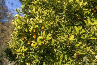 Single Family Residence, 35140 Stirrup rd, Temecula, CA 92592 - 53