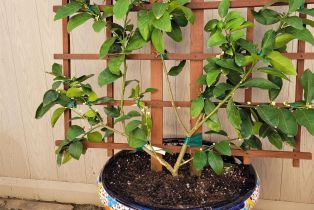 , 817 Olive ave, Coronado, CA 92118 - 5