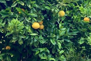 Single Family Residence, 6308 Paseo Canyon dr, Malibu, CA 90265 - 30