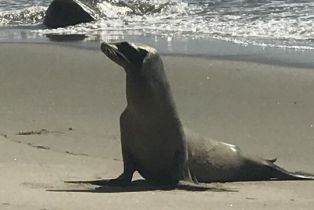 Single Family Residence, 42510 Pacific Coast hwy, Malibu, CA 90265 - 17