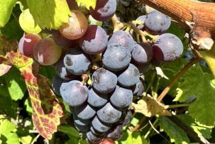 Single Family Residence, 1625 18th st, Manhattan Beach, CA 90266 - 48