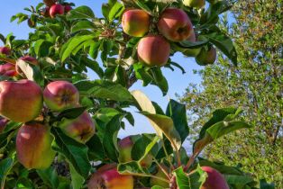 Single Family Residence, 30 Portuguese Bend rd, Rolling Hills, CA 90274 - 70