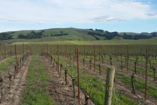 Agriculture,  Stage Gulch road, Petaluma, CA 94954 - 3