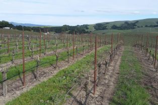 Agriculture,  Stage Gulch road, Petaluma, CA 94954 - 2