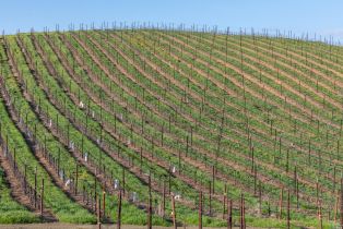 Agriculture,  Westside road, Healdsburg, CA 95448 - 43