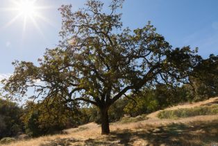 Residential Acreage,  Grove street, Sonoma, CA 95476 - 22