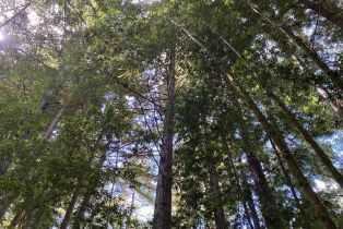 Residential Acreage,  Cazadero highway, Russian River, CA 95421 - 7