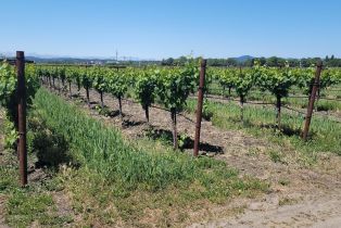 Agriculture,  River road, Windsor, CA 95492 - 6