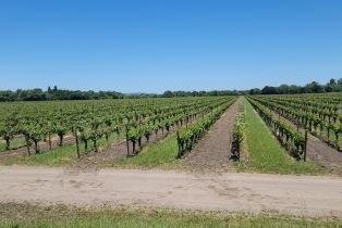 Agriculture,  River road, Windsor, CA 95492 - 4