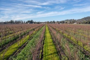 Agriculture,  Grant avenue, Healdsburg, CA 95448 - 18