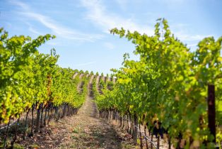 Agriculture,  Jameson Canyon road, Napa, CA 94558 - 17