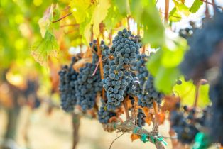 Agriculture,  Jameson Canyon road, Napa, CA 94558 - 13