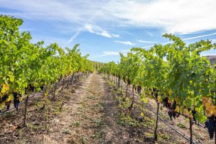 Agriculture,  Jameson Canyon road, Napa, CA 94558 - 23