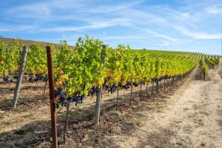 Agriculture,  Jameson Canyon road, Napa, CA 94558 - 20