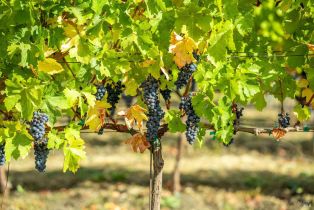 Agriculture,  Jameson Canyon road, Napa, CA 94558 - 14