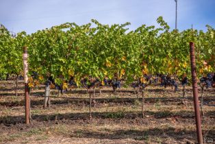 Agriculture,  Jameson Canyon road, Napa, CA 94558 - 19