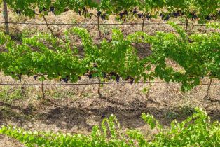 Agriculture,  Jameson Canyon road, Napa, CA 94558 - 10