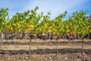 Agriculture,  Jameson Canyon road, Napa, CA 94558 - 21