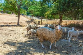 Single Family Residence,  Monticello road, Napa, CA 94558 - 16