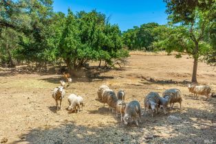 Single Family Residence,  Monticello road, Napa, CA 94558 - 17