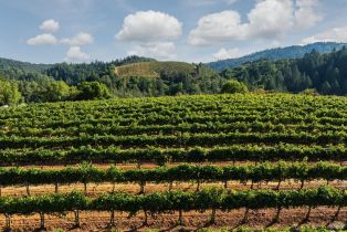 Agriculture,  Dry Creek road, Healdsburg, CA 95448 - 20