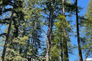 Residential Acreage,  Bittner road, Occidental, CA 95465 - 56