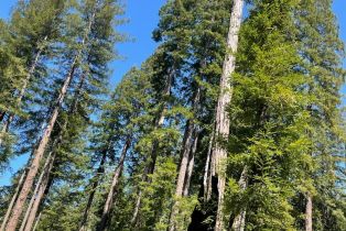 Residential Acreage,  Bittner road, Occidental, CA 95465 - 58