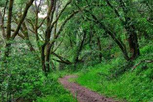 Residential Acreage,  Chileno Valley road, Petaluma, CA 94952 - 11