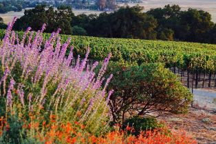 Single Family Residence,  Petaluma Hill road, Santa Rosa, CA 95404 - 54