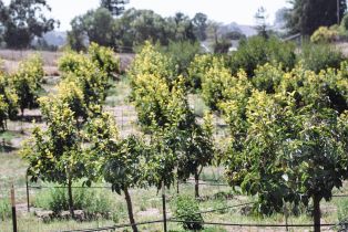 Single Family Residence,  Live Oak Farm lane, Petaluma, CA 94952 - 22