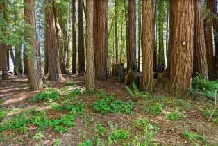 Single Family Residence,  Fiori lane, Sebastopol, CA 95472 - 48