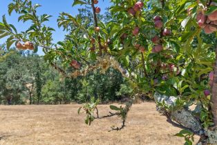 Residential Acreage,  Bones road, Sebastopol, CA 95472 - 6