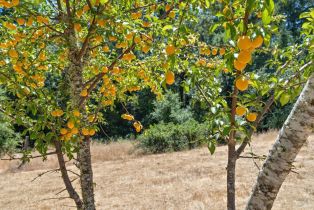 Residential Acreage,  Bones road, Sebastopol, CA 95472 - 8