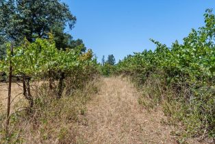 Residential Acreage,  Bones road, Sebastopol, CA 95472 - 10