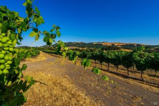 Agriculture,  Sonoma Mountain road, Santa Rosa, CA 95404 - 27