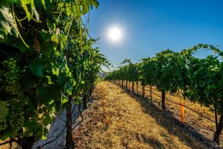 Agriculture,  Sonoma Mountain road, Santa Rosa, CA 95404 - 10