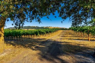 Agriculture,  Sonoma Mountain road, Santa Rosa, CA 95404 - 23