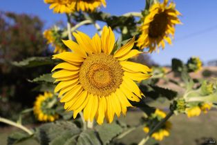 Agriculture,  Dutcher Creek road, Cloverdale, CA 95425 - 19