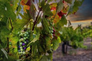 Agriculture,  Dutcher Creek road, Cloverdale, CA 95425 - 13