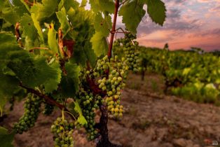 Agriculture,  Dutcher Creek road, Cloverdale, CA 95425 - 4