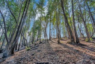 Single Family Residence,  Old Cazadero road, Russian River, CA 95446 - 36