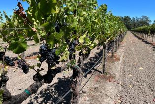 Agriculture,  River road, Windsor, CA 95492 - 28