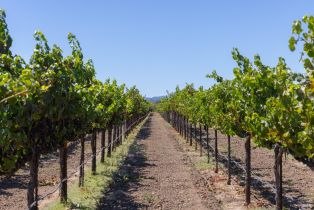 Agriculture,  River road, Windsor, CA 95492 - 11