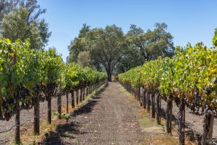 Agriculture,  River road, Windsor, CA 95492 - 18