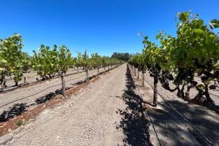 Agriculture,  River road, Windsor, CA 95492 - 29