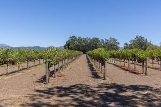 Agriculture,  River road, Windsor, CA 95492 - 4