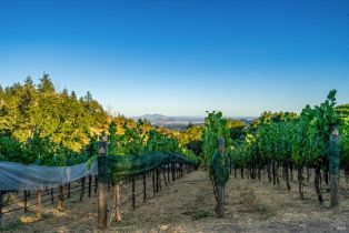 Agriculture,  Mount Veeder road, Napa, CA 94558 - 17