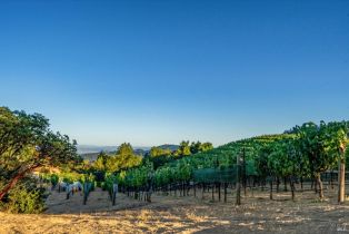 Agriculture,  Mount Veeder road, Napa, CA 94558 - 18